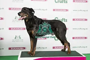 2018 Best of Breed Beauceron