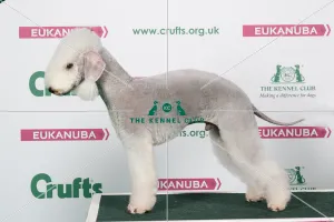 2018 Best of Breed Bedlington Terrier 2018 Best of Breed Bedlington Terrier