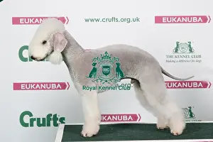 2018 Best of Breed Bedlington Terrier