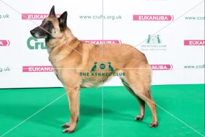 2018 Best of Breed Belgian Shepherd Dog (Malinois)