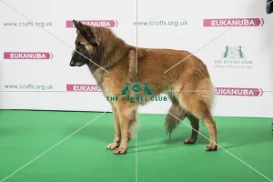 2018 Best of Breed BELGIAN SHEPHERD DOG (TERVUEREN)