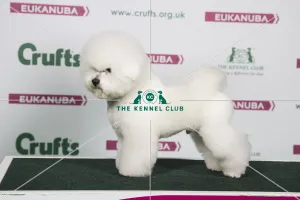 2018 Best of Breed Bichon Frise
