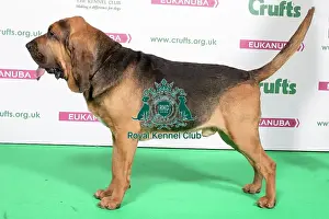 Standing Prints: 2018 Best of Breed Bloodhound