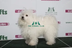 2018 Best of Breed Bolognese