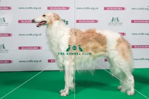 2018 Best of Breed Borzoi