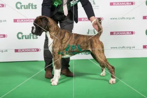 2018 Best of Breed Boxer