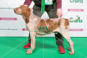 2018 Best of breed BRACCO ITALIANO