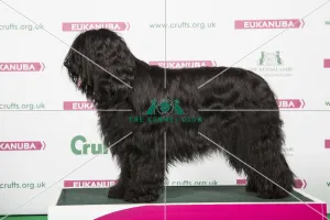 2018 Best of Breed Briard