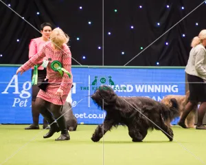 Briards
