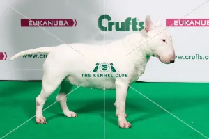 Bull Terrier