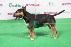 Bull Terrier