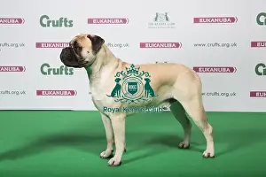 2018 Best of Breed Bullmastiff