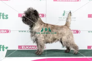 2018 Best of Breed Cairn Terrier 2018 Best of Breed Cairn Terrier