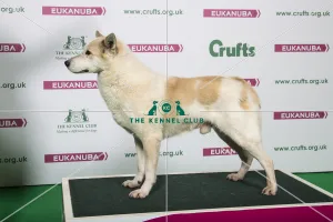 2018 Best of Breed Canaan Dog
