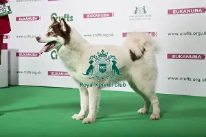 2018 Best of Breed Canadian Eskimo Dog
