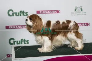 Cavalier King Charles Spaniel