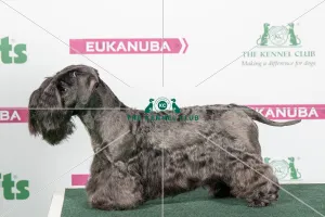 2018 Best of Breed Cesky Terrier