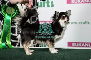 Conformation Prints: 2018 Best of Breed Chihuahua (Long Coat)