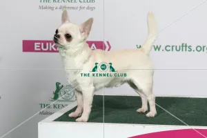 2018 Best of Breed Chihuahua (Smooth Coat)
