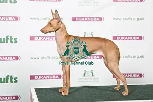 2018 Best of Breed Cirneco Dell etna