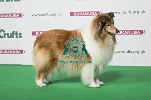 2018 Best of Breed Collie (Rough)