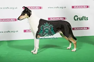 2018 Best of Breed COLLIE (SMOOTH)