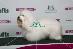 2018 Best of Breed Coton De Tulear