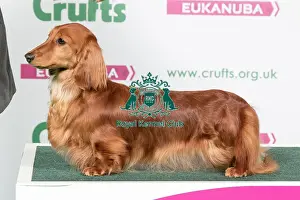 2018 Best of Breed Dachshund (Miniature Long Haired)
