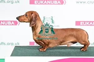 Crufts 2018 Prints: 2018 Best of Breed Dachshund (Miniature Smooth Haired