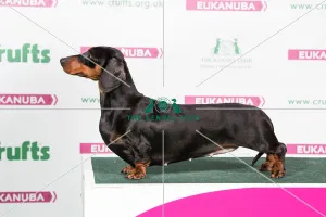 2018 Best of Breed Dachshund (Smooth Haired)