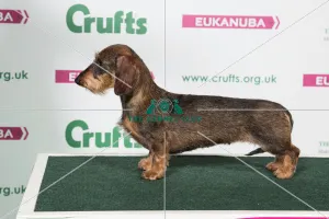 2018 Best of Breed Dachshunf (Miniture Wire Haired) 2018 Best of Breed Dachshunf (Miniture Wire Haired)