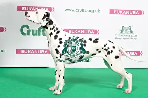2018 Best of Breed Dalmation