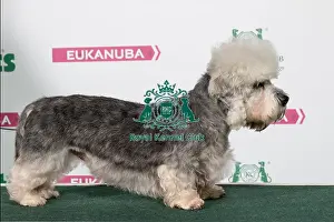2018 Best of Breed Dandie Dinmont Terrier