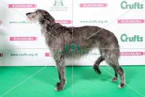 2018 Best of Breed Deerhound