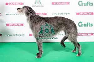 2018 Best of Breed Deerhound