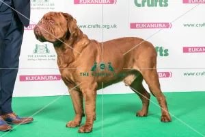 2018 Best of Breed Dogue De Bordeaux