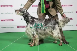 2018 Best of Breed ENGLISH SETTER