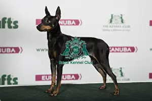 2018 Best of Breed English Toy Terrier (Black and Tan)