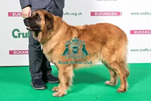 2018 Best of Breed Estrella Mountain Dog