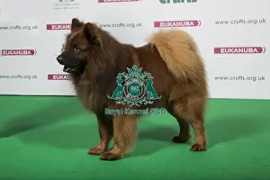 Conformation Prints: 2018 Best of Breed Eurasier