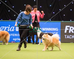 2018 Best of Breed FINNISH LAPPHUND