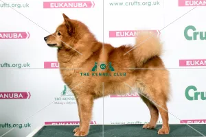 2018 Best of Breed Finnish Spitz