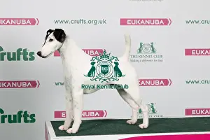 2018 Best of Breed Fox Terrier (Smooth)