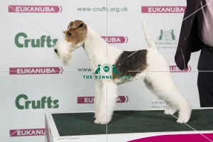 2018 Best of Breed Fox Terrier (Wire)