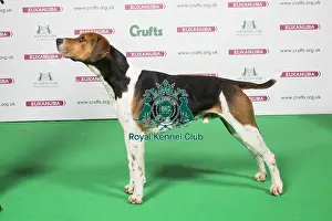 2018 Best of Breed Foxhound