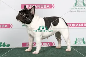 2018 Best Of Breed French Bulldog