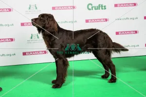 2018 Best of Breed GERMAN LONGHAIRED POINTER
