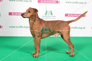 2018 Best of Breed German Pinscher
