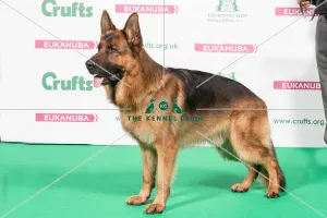 2018 Best of Breed German Shepherd Dog