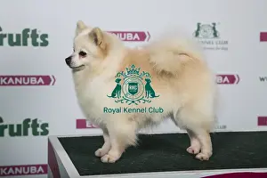 2018 Best of Breed German Spitz (Klein)